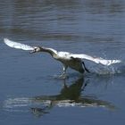 Start einer Graugans auf dem Rhein