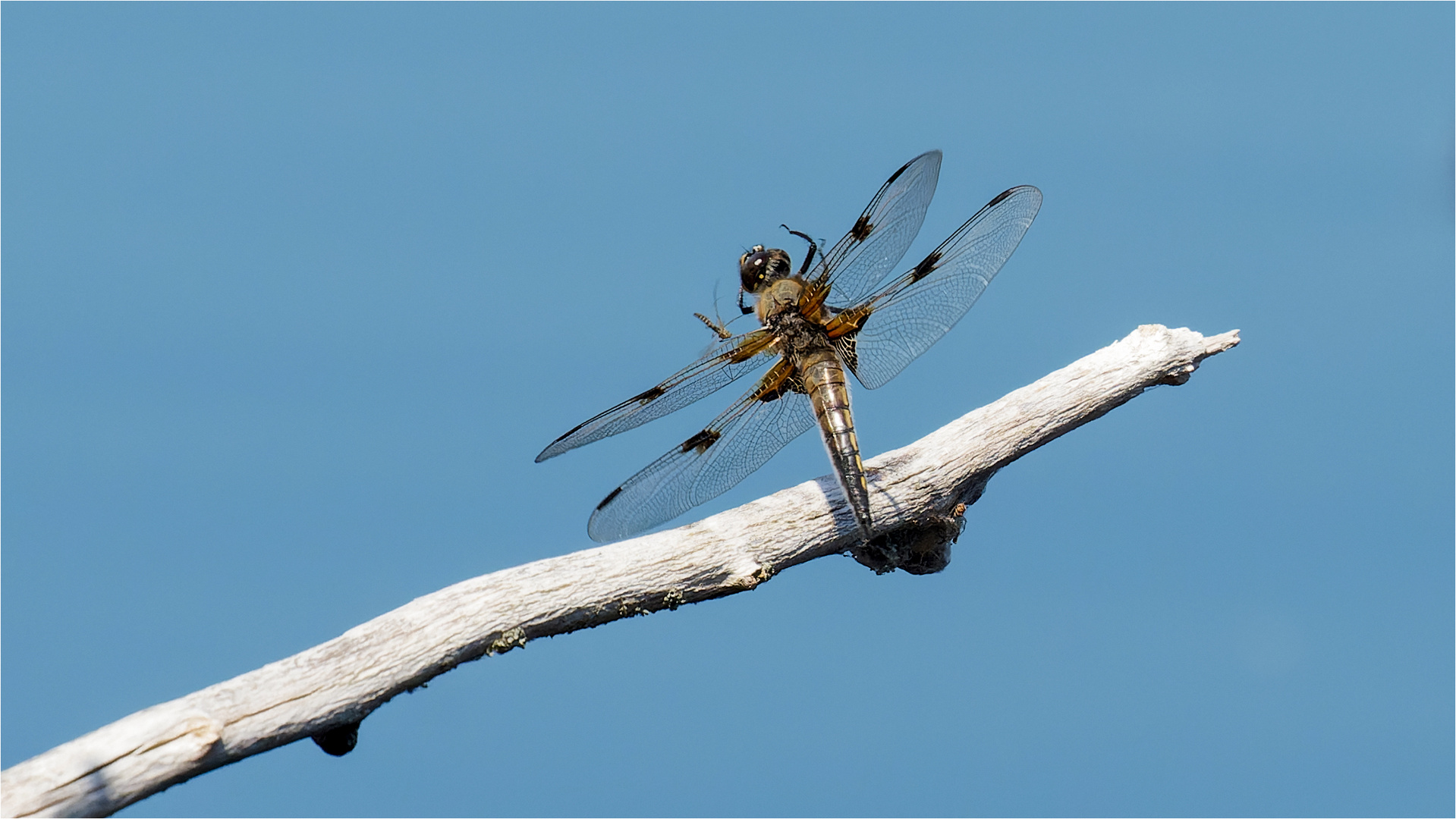 Start einer Vierfleck Libelle - Libellula quadrimaculata - .....