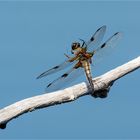 Start einer Vierfleck Libelle - Libellula quadrimaculata - .....