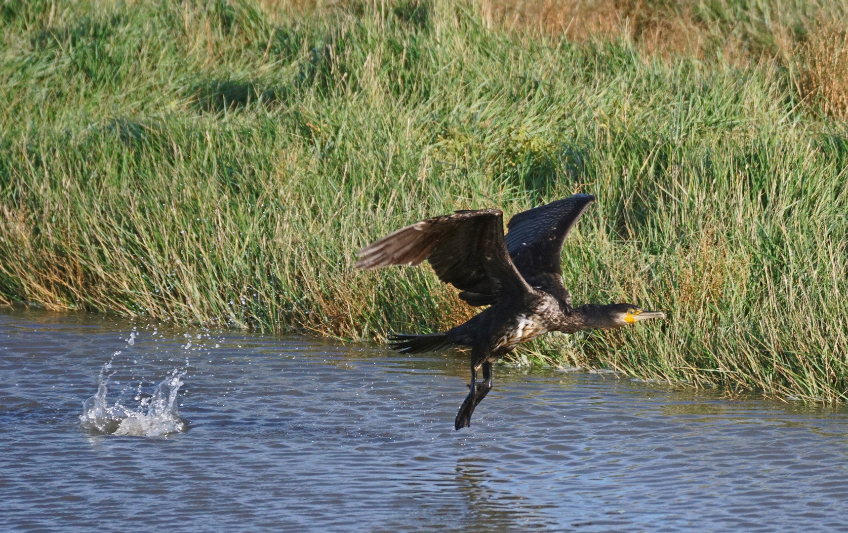 Start eines Kormoran