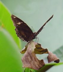 Start frei für die Eier-Fliege!