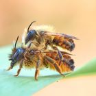 Start frei zum ersten Tandemflug, Rote Mauerbiene