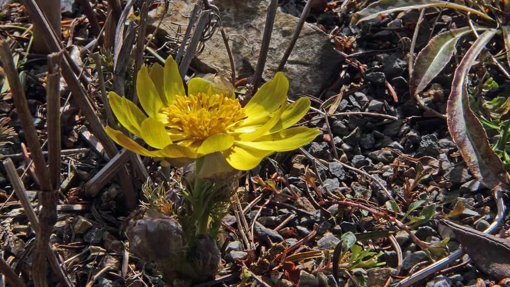 Start für Adonis vernalis-Adonisröschen Ende März 2018...