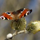 Start in den Frühling