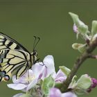 Start in den Frühling - Schwalbenschwanz