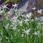 Start in die Edelweißsaison in meinem Gartengrundstück