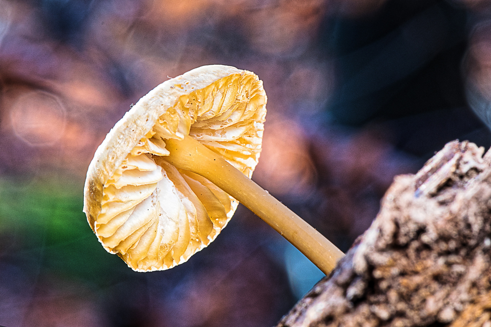 Start in die Herbstfarben