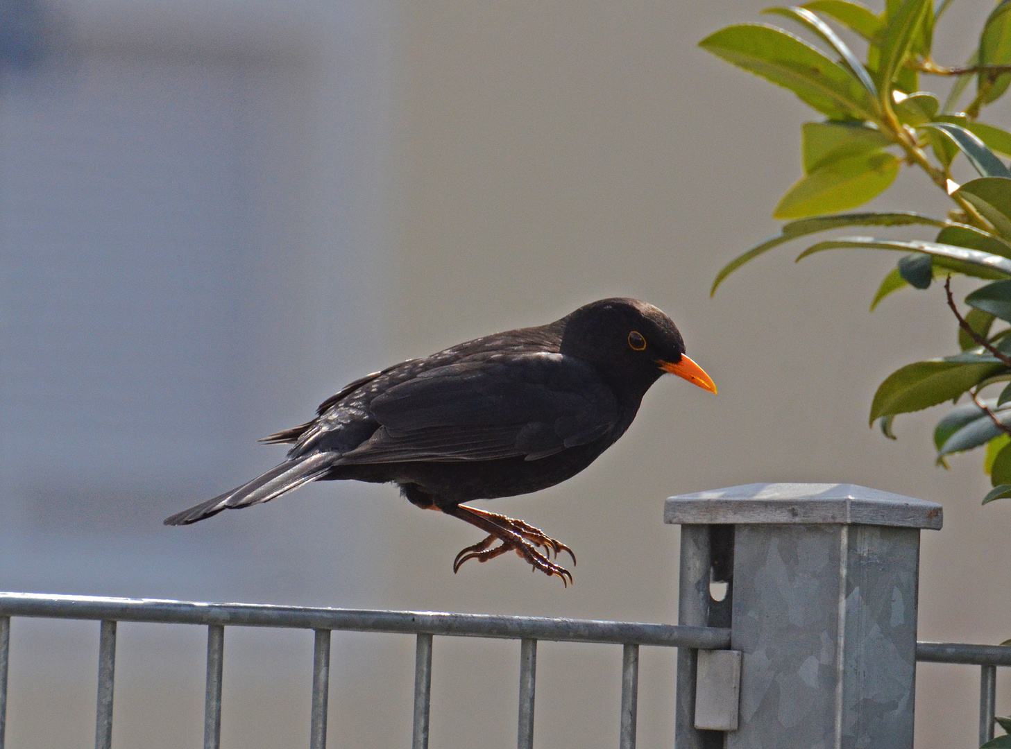 Start - Landung - oder Seilspringen - Amsel life