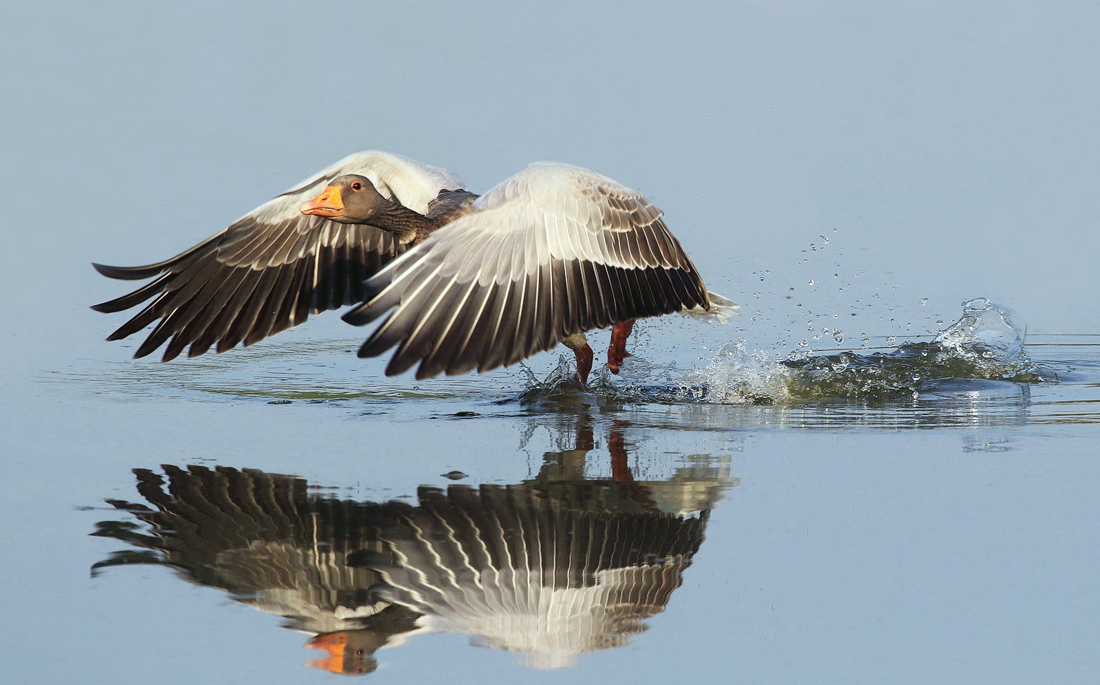 Start mit Spiegelbild