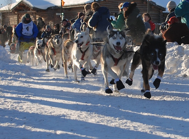 start of the Yukon Quest