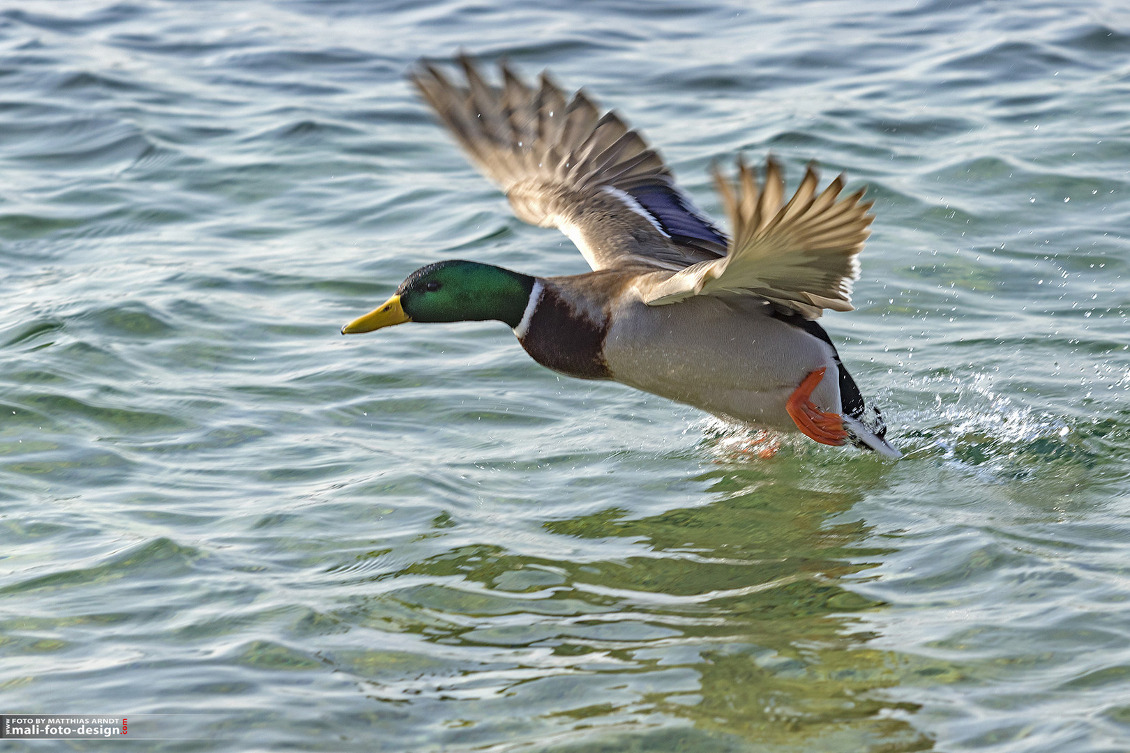 Start zum Flug übers Wasser