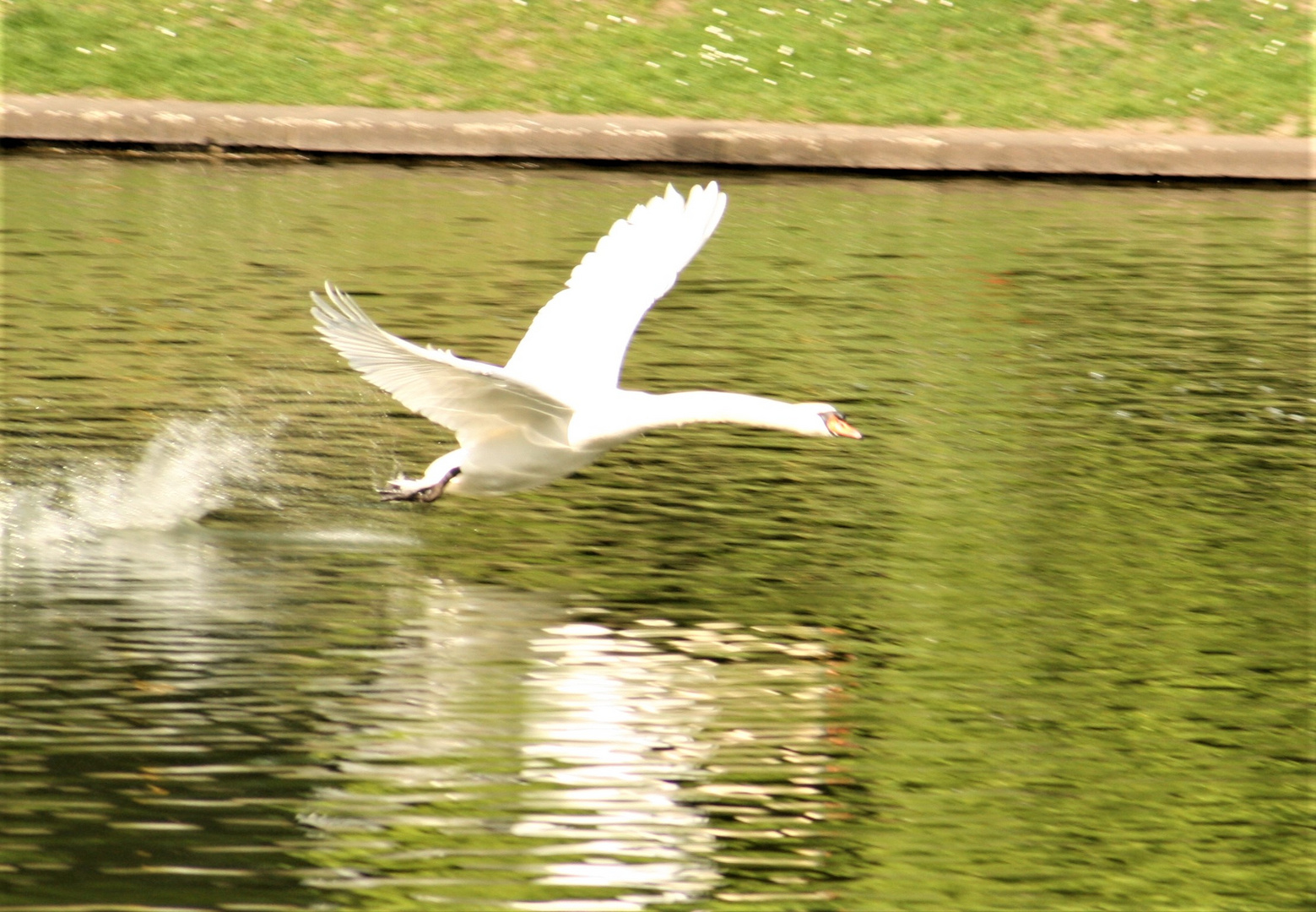 Start zum Schwanenflug im Blücherpark