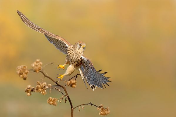 Start zur nächsten Jagd 
