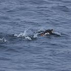 Startabbruch oder auch : auf die Fr...e gefallen - Papageientaucher am Nordkap