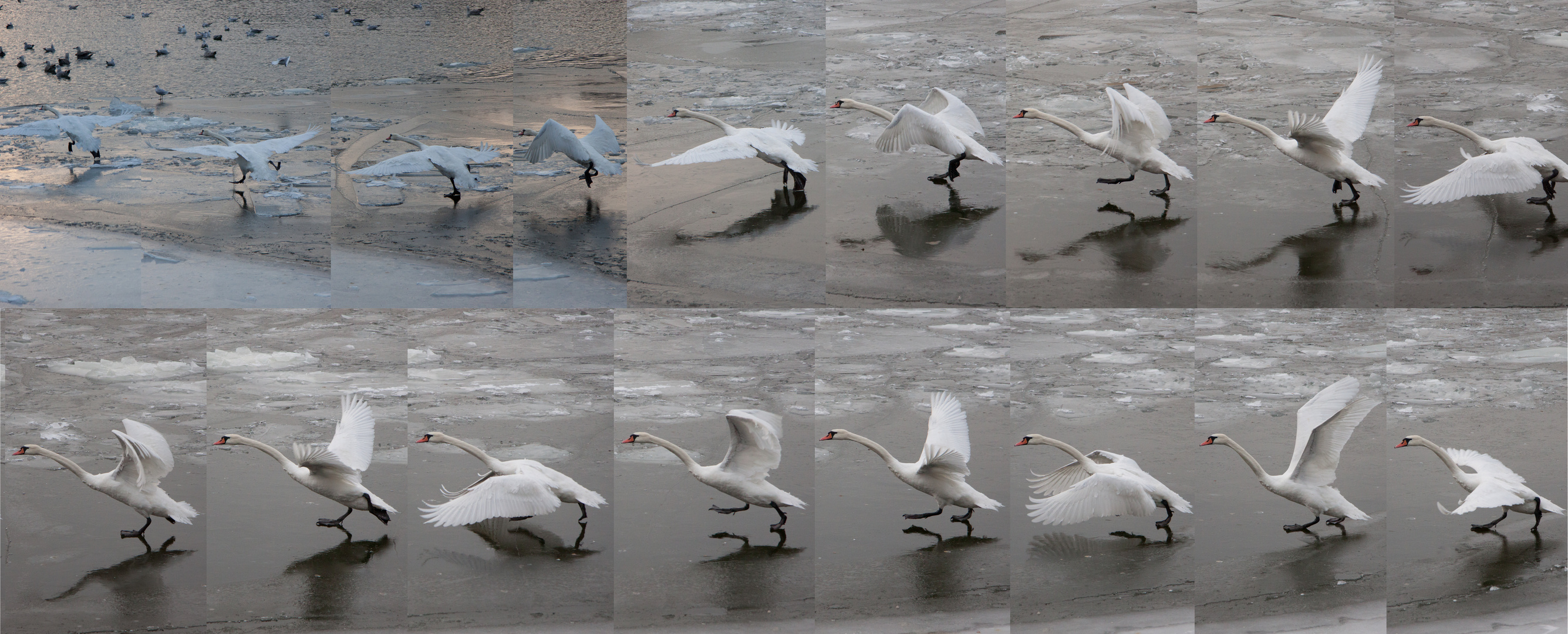 Startanlauf vom Schwan