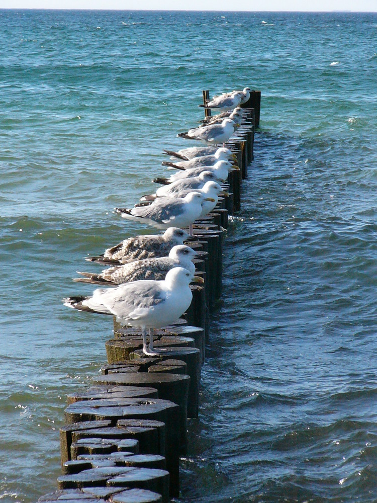 Startaufstellung an der Ostsee