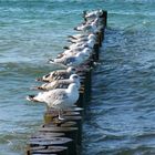 Startaufstellung an der Ostsee