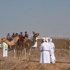 Startaufstellung Camelrace II