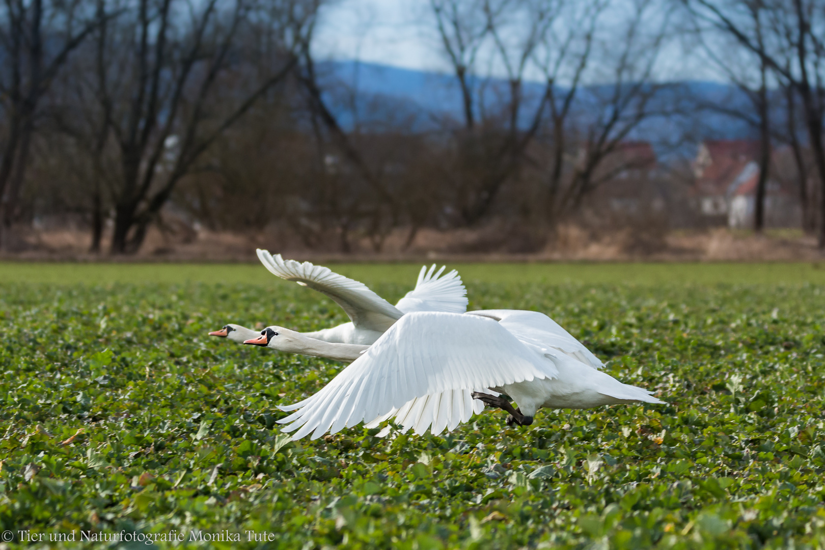 Startbahn der Schwäne