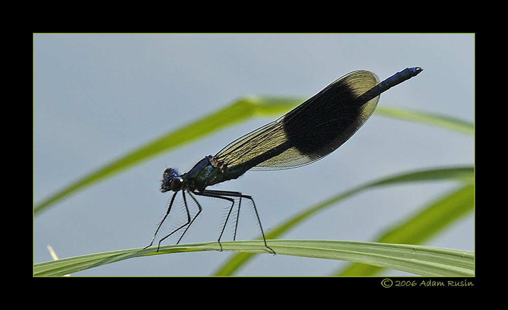 Startbereit- Libelle