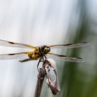 Startbereit Vierflecklibelle (Libellula quadrimaculata)