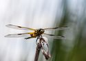 Startbereit Vierflecklibelle (Libellula quadrimaculata) von HDR-Robi 