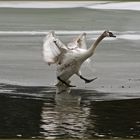 starten - OK, fliegen - OK, landen - schwierig