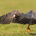 Startende-Blaessgans---Niederrhein-_MG_9255-HGlader