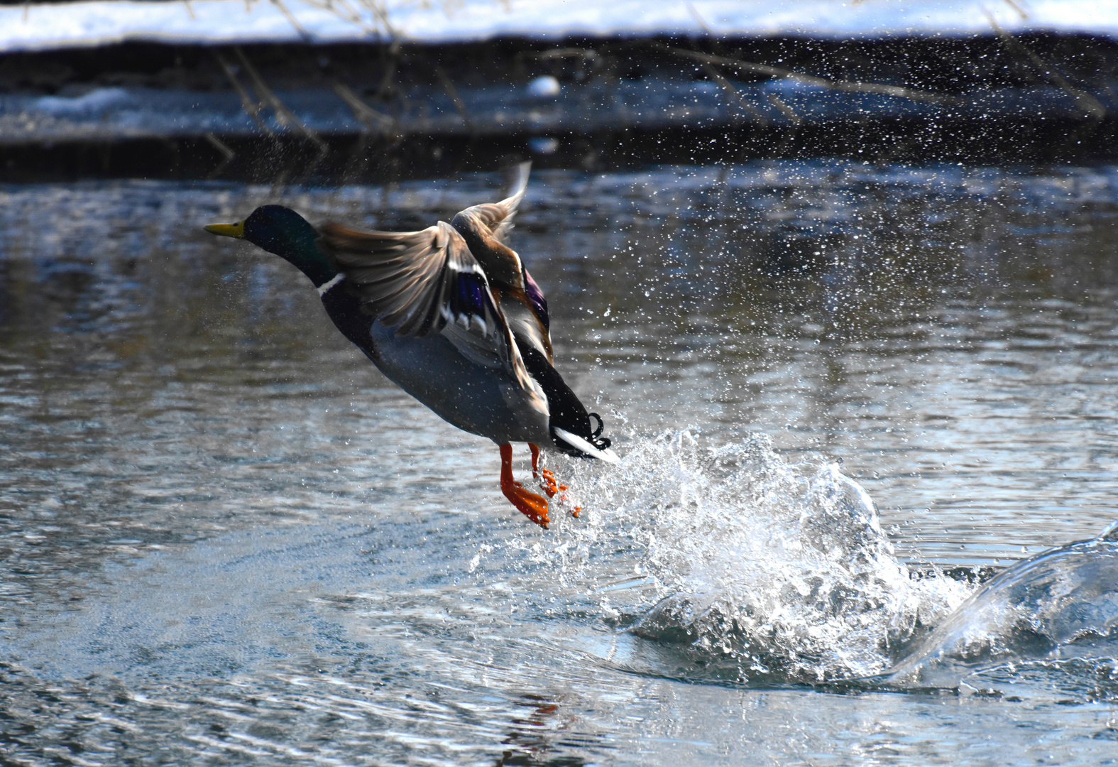 Startende Ente