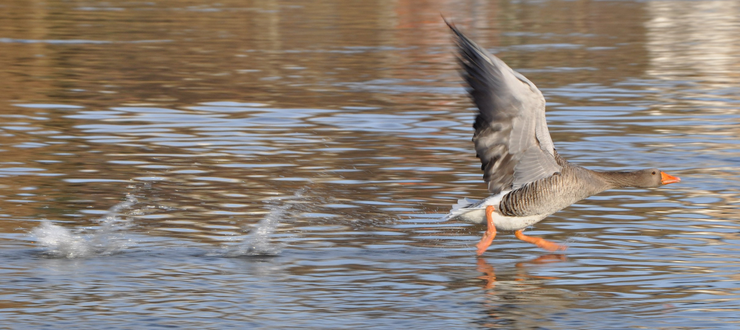 Startende Gans