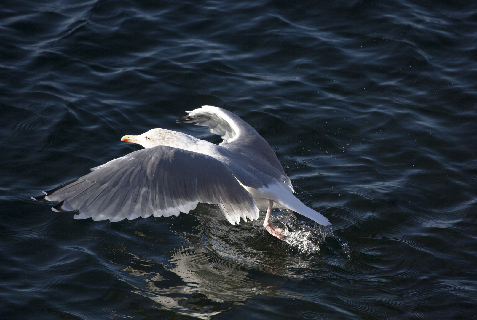 startende Möwe