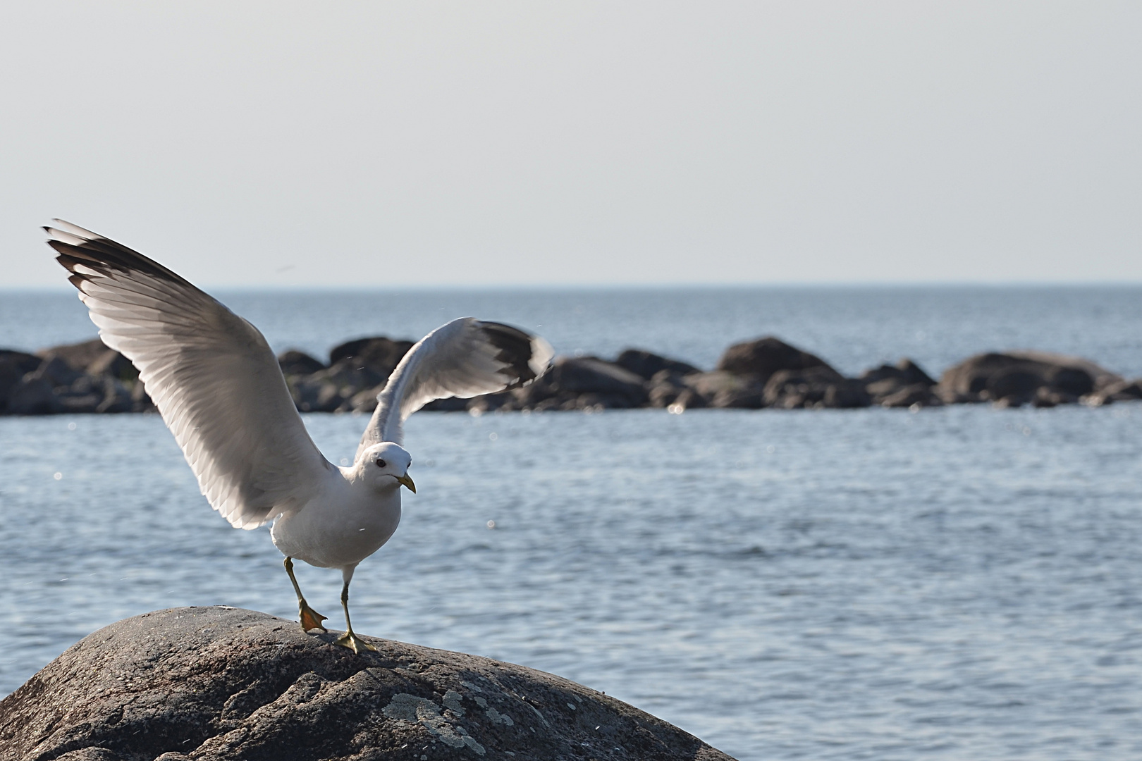 startende Möwe 2