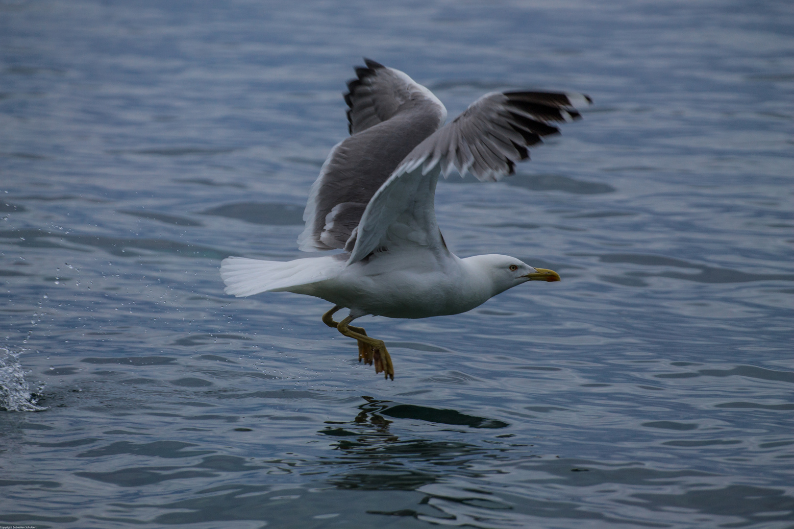 Startende Möwe