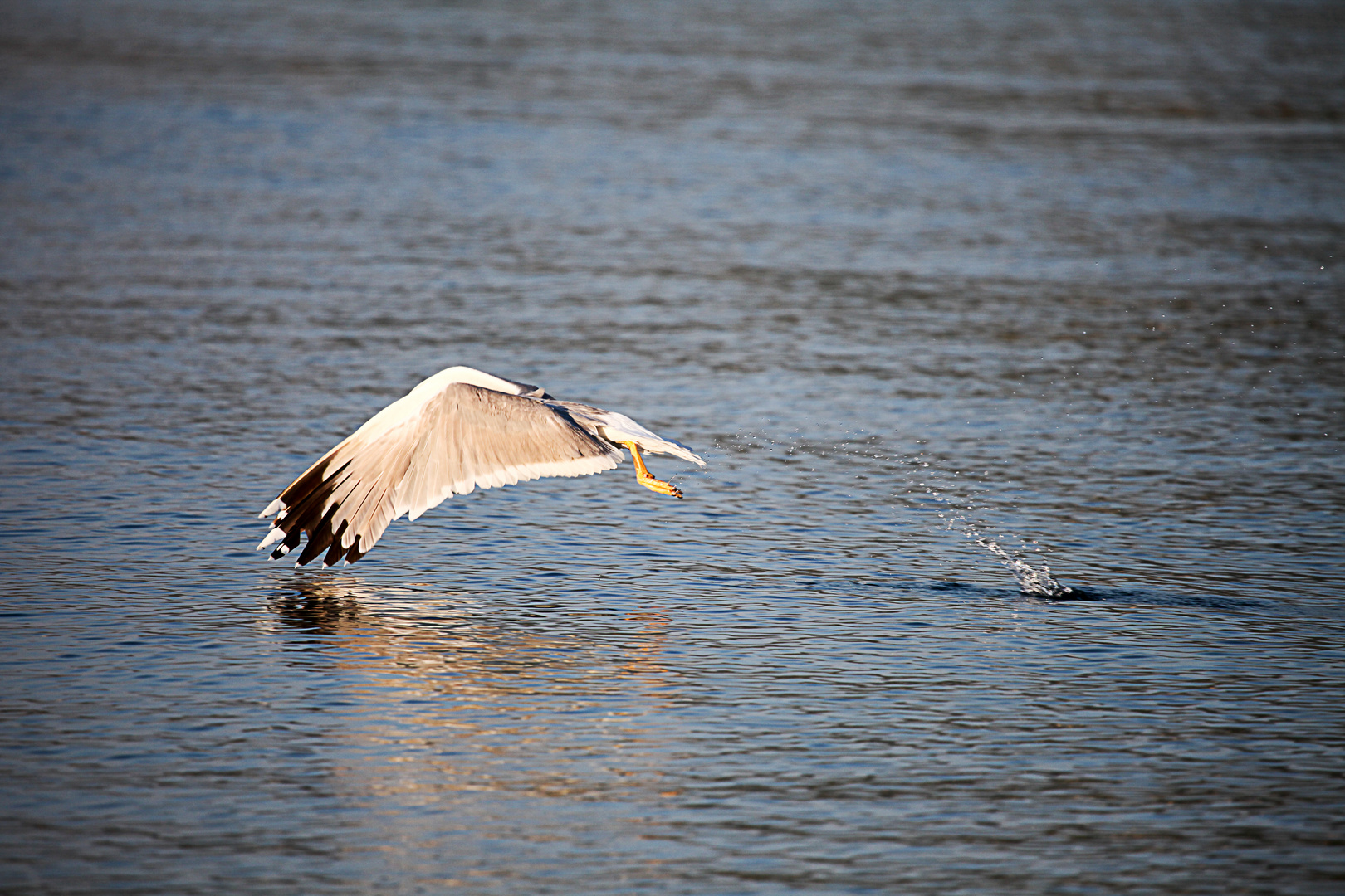 startende Möwe