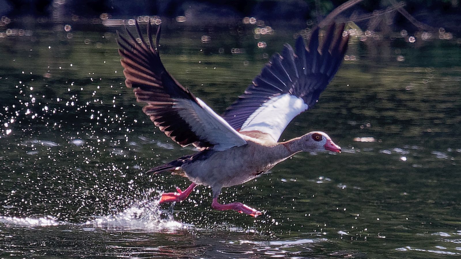 Startende Nilgans ...