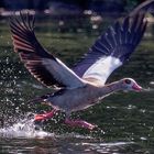 Startende Nilgans ...