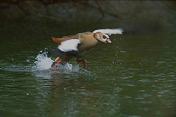 startende Nilgans