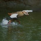 startende Nilgans