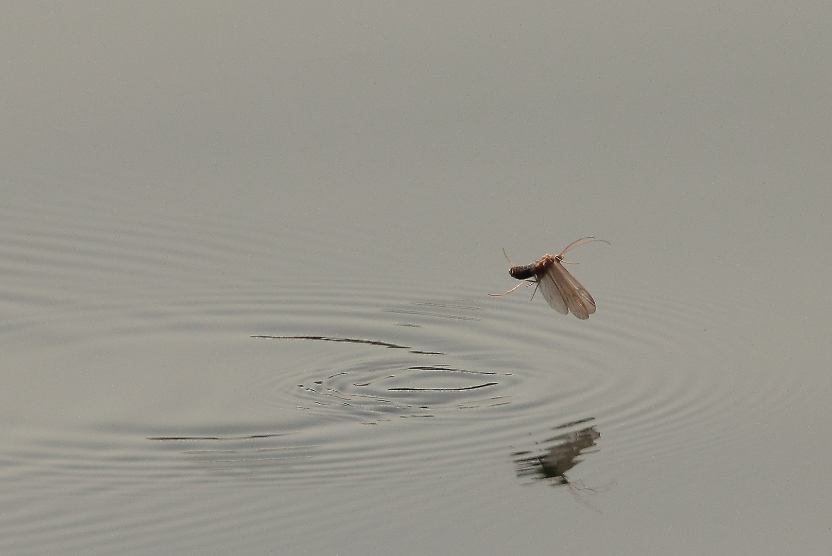 startende Wasserflorfliege