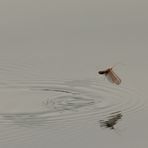 startende Wasserflorfliege