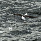 startender Albatros