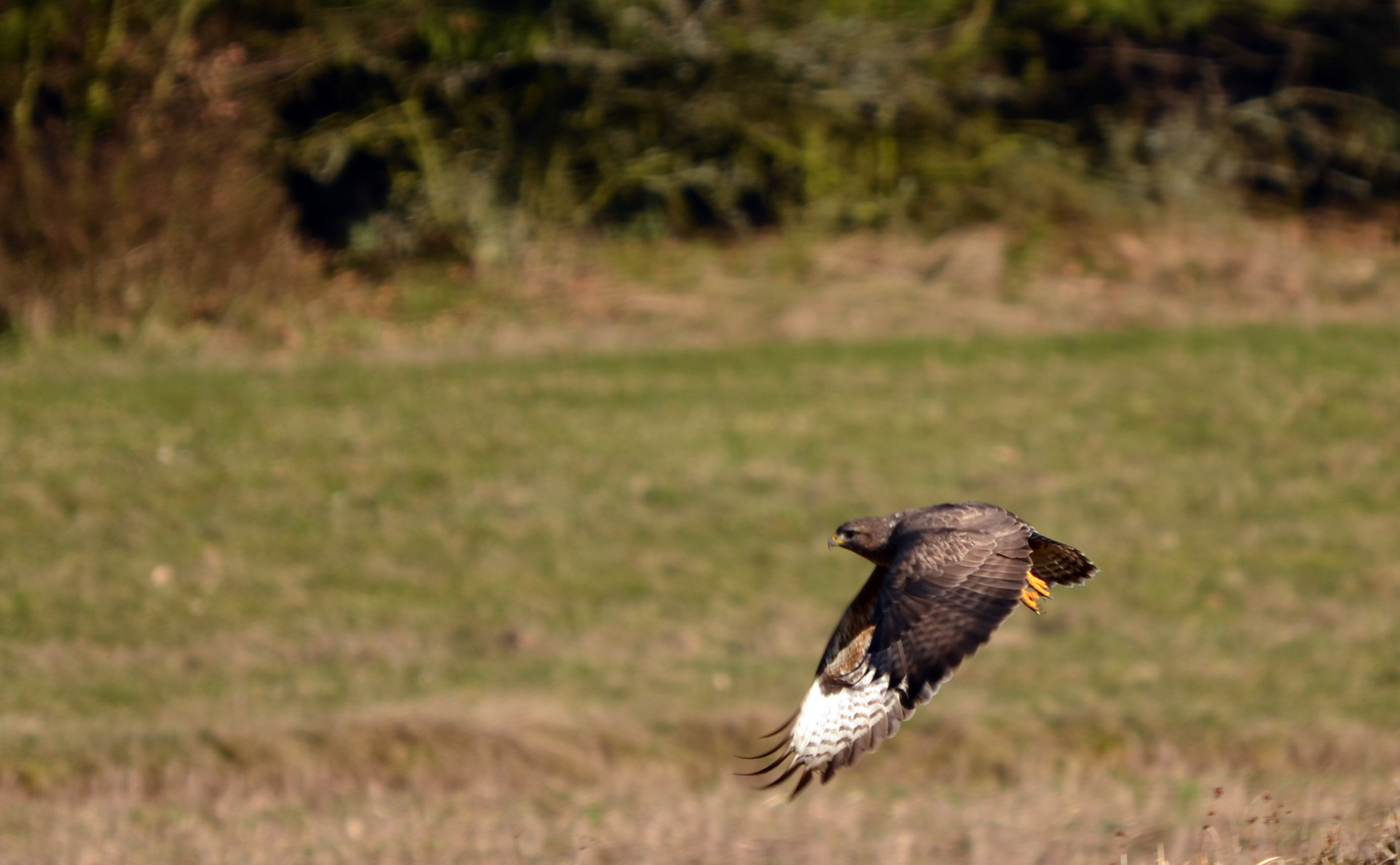 Startender Bussard