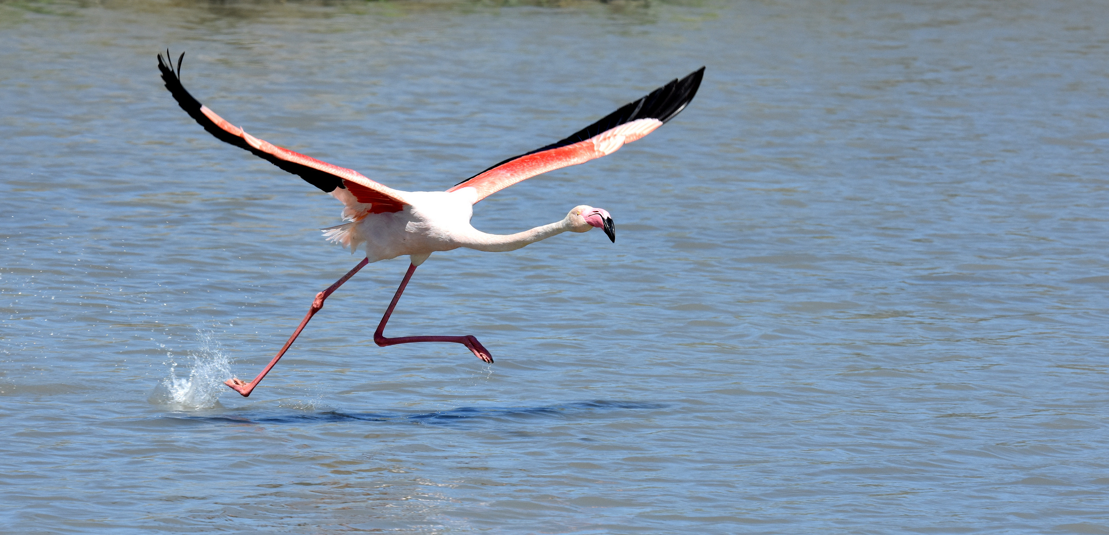 startender Flamingo