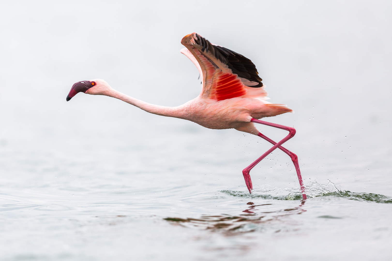 Startender Flamingo