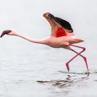 Startender Flamingo