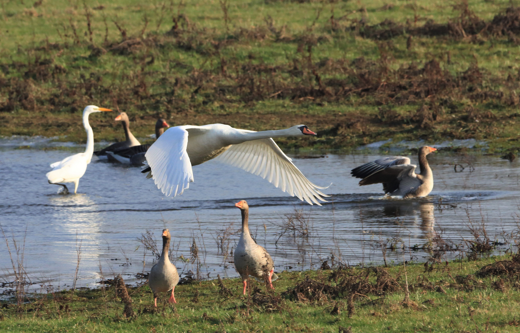 Startender Höckerschwan, Ahsewiesen