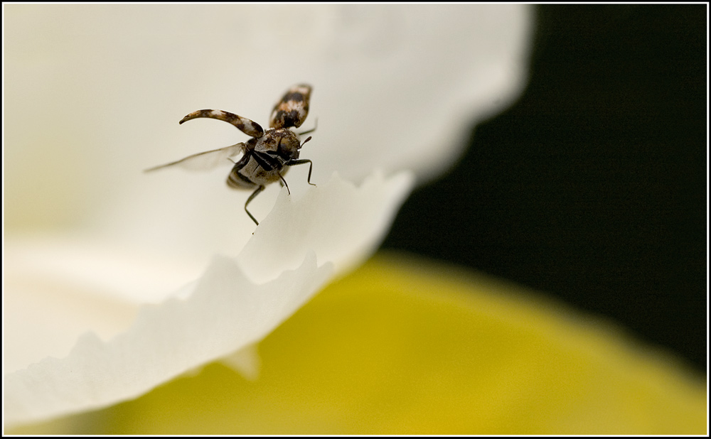 Startender Käfer auf Iris sibirica