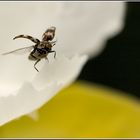 Startender Käfer auf Iris sibirica