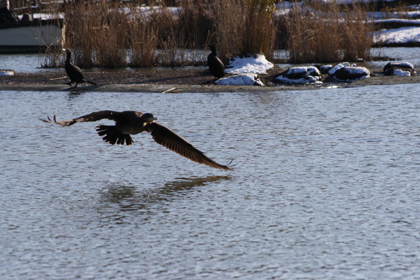 startender Kormoran