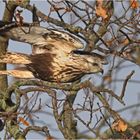 Startender Rauhfußbussard